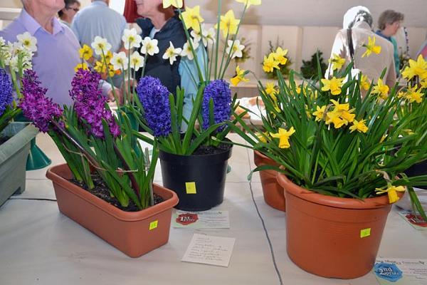 25. Hyacinths and daffs.jpg